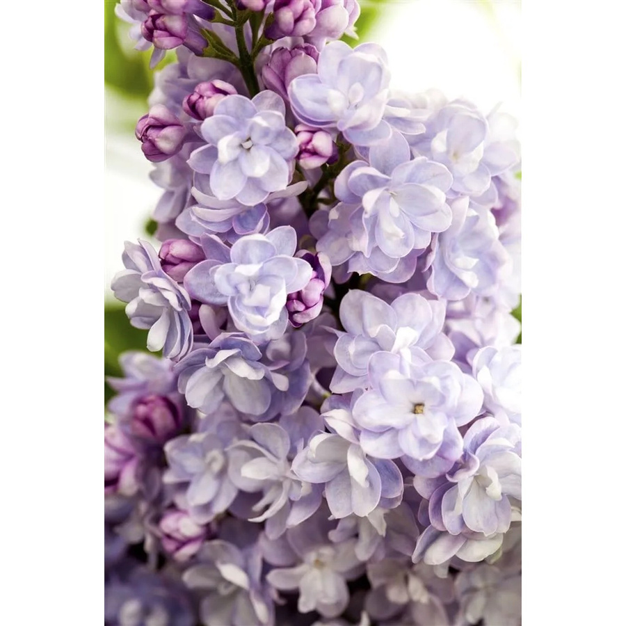 Syringa Vulgaris Flieder Michel Buchner lila Zierstrauch für Garten und Hecke, Höhe: 60-80 cm - Bild 2