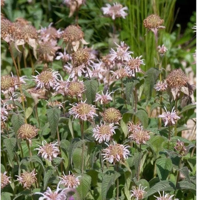 Monarda bradburiana Bradburies Indianernessel pink Stauden im Topf - Bild 1