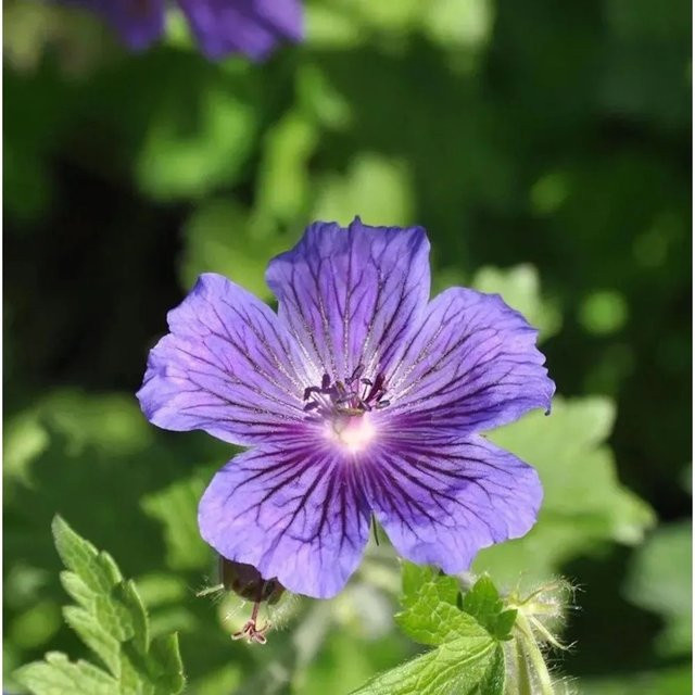Blauvioletter Storchenschnabel Vital Geranium ibericum als mehrjährige Staude für deinen Garten - Bild 1