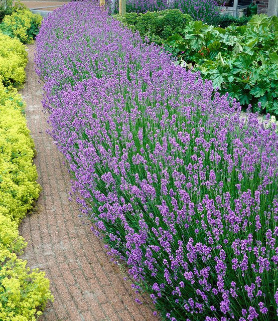 9er Lavendel-Hecke Blau - Bild 1