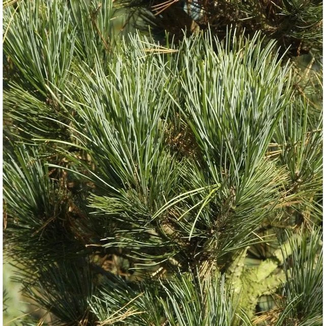 Zirbelkiefer Pinus cembra Compacta Glauca in Grün, Höhe: 40-50 cm - Bild 1