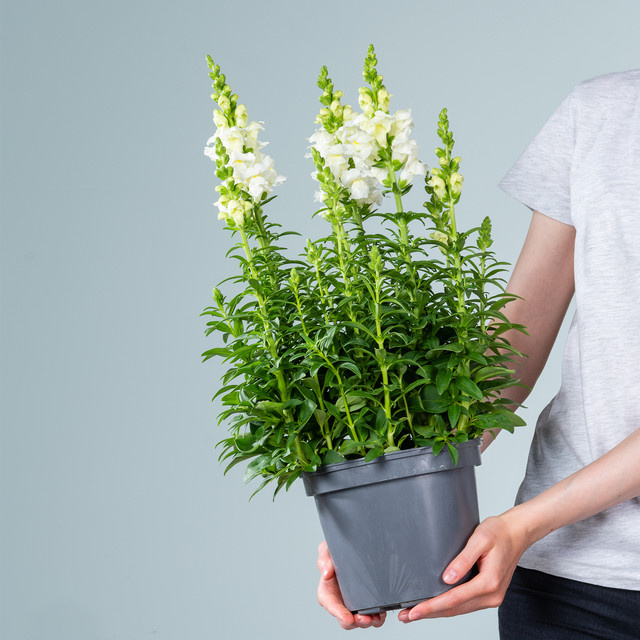Weißes Löwenmaul Anthirrinum majus von BLUME2000 - Bild 1