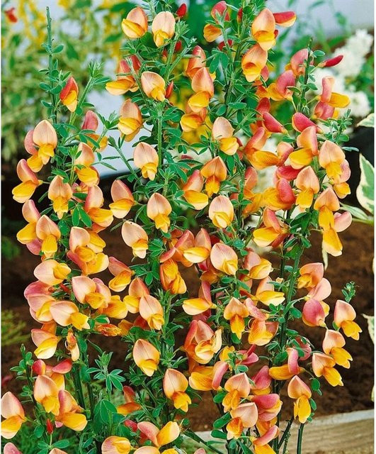 Cytisus Scoparius Besenginster Apricot Gem Zierstrauch in Orange und Gelb, Höhe: 40-60 cm - Bild 1