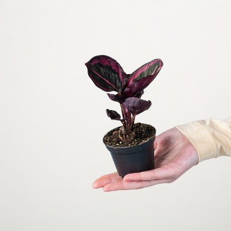 Calathea Princess Jesse Zimmerpflanze von BLUME2000 in Grün, Lila, Rot und Mehrfarbig