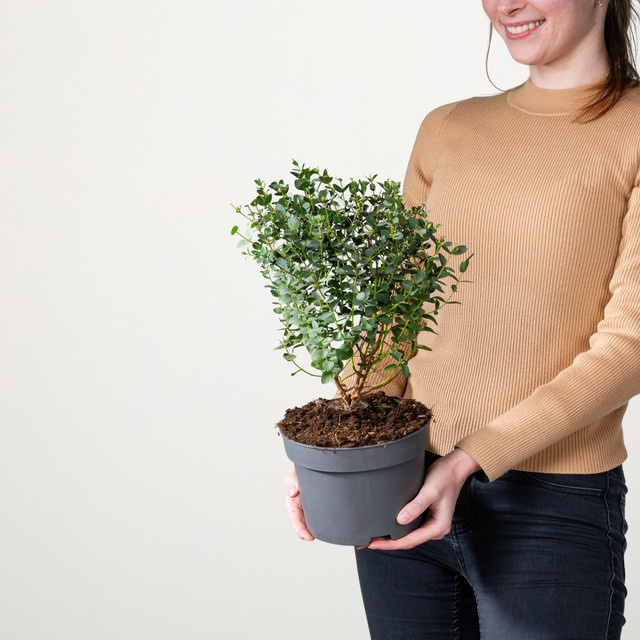 Kleinblättriger Eukalyptus Baum von BLUME2000 im Kübel - Bild 1