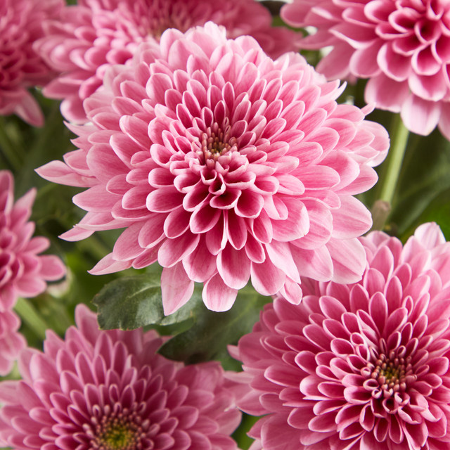 Blume2000 Chrysanthemen Pink Single Stem - Bild 1