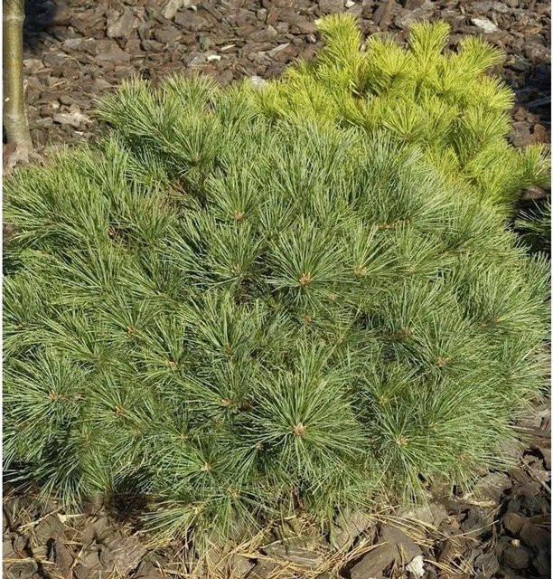 Zwerg-Weymouths-Kiefer Blue Shag Pinus strobus, blau-grün, Höhe: 20-25 cm - Bild 1