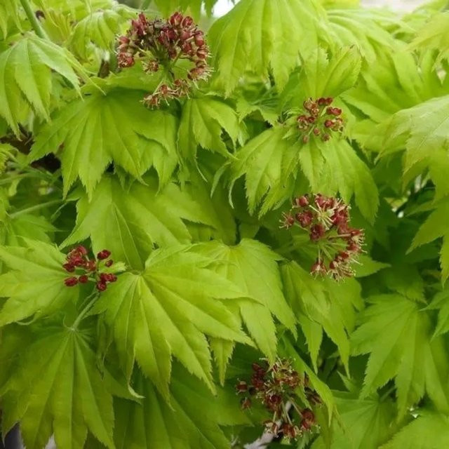 Arborix Goldahorn Aureum Acer shirasawanum mit gelbem Laub im Container, Höhe: 25 bis 30 cm - Bild 1