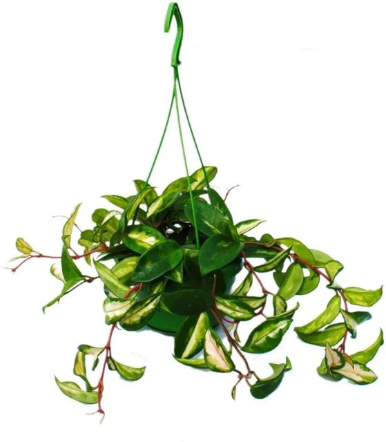 Exotenherz Hoya Carnosa Rubra Zimmerpflanze als Hängepflanze in Multicolor - Bild 1