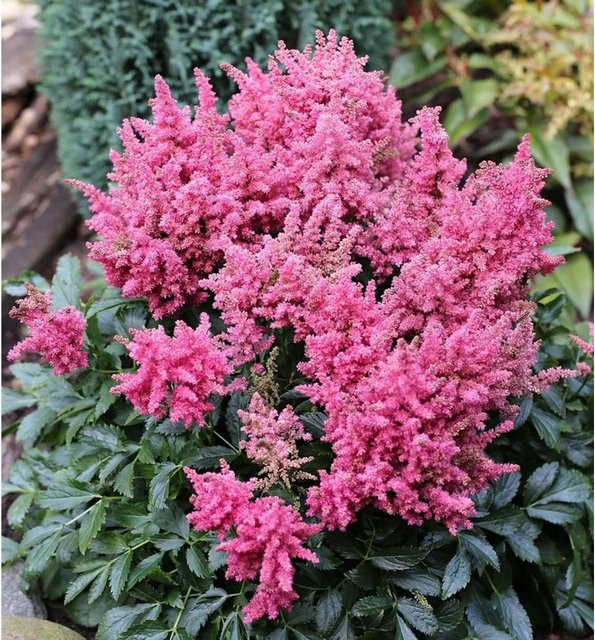 Astilbe Younique Pink Prachtspiere von Nr-01.de - Bild 1