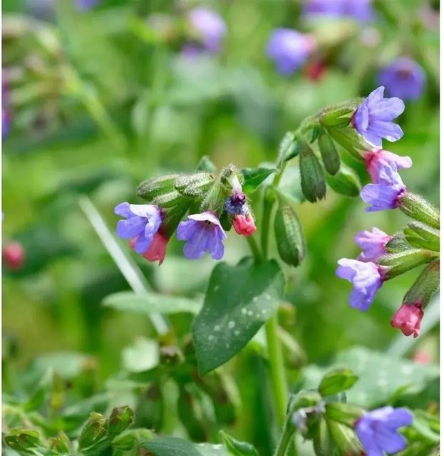 Echtes Lungenkraut Pulmonaria officinalis als wintergrüne Staude im Topf von Nr-01.de - Bild 1