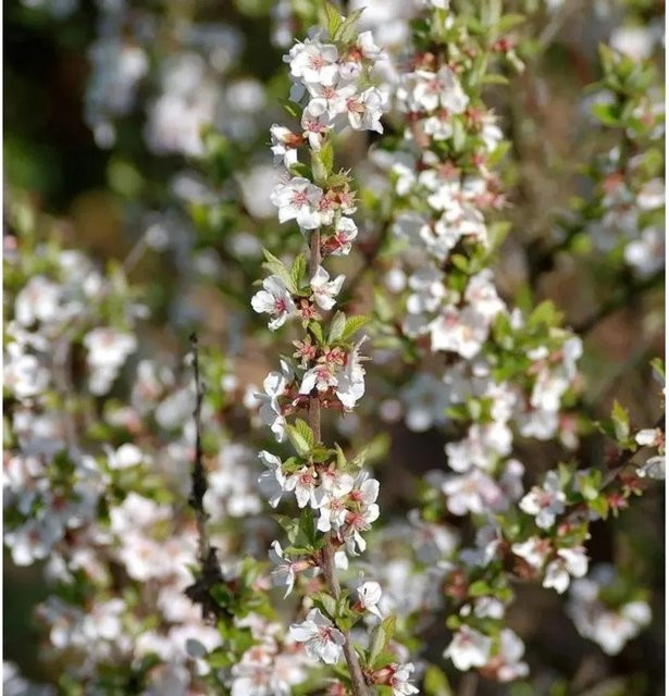 Zier-Kirsche Prunus tomemtosa als Zierbaum für deinen Garten - Bild 1