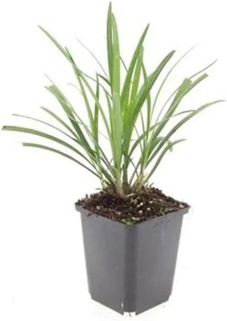 Exotenherz Glöckchentraube Liriope Muscari Set mit 12 Pflanzen in 9cm Töpfen, lila und grün - Bild 1