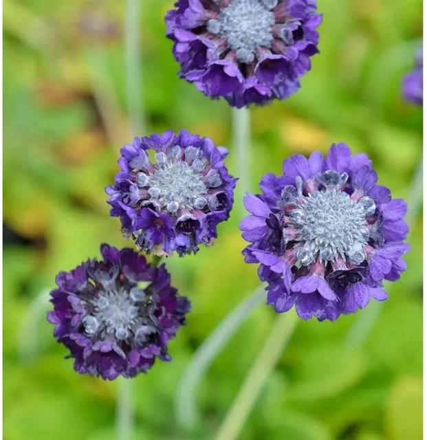 Kugelprimel Blaue Auslese Primula denticulata in Blau und Violett von Nr-01.de - Bild 1
