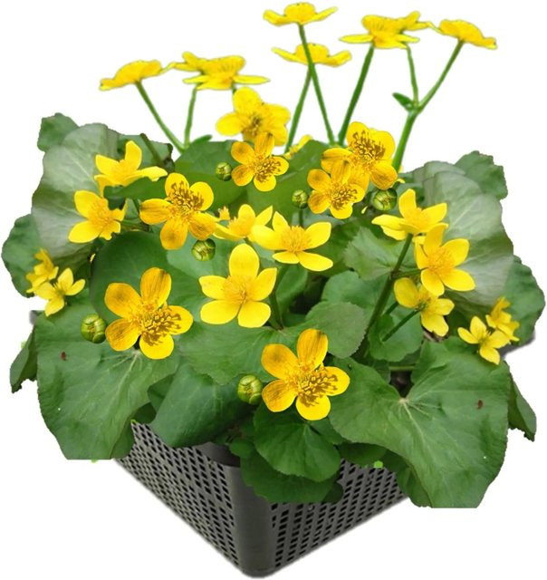 Vdvelde Sumpfdotterblume Caltha palustris Gelb für den Teich, 8 Stück - Bild 1