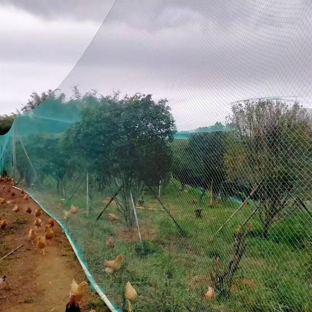Vogelnetz als Schutznetz für deinen Garten, Gemüse und Pflanzen - Bild 1