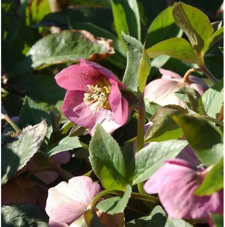Christrose Lenzrose Montsegur Helleborus orientalis als mehrjährige Pflanze im Topf
