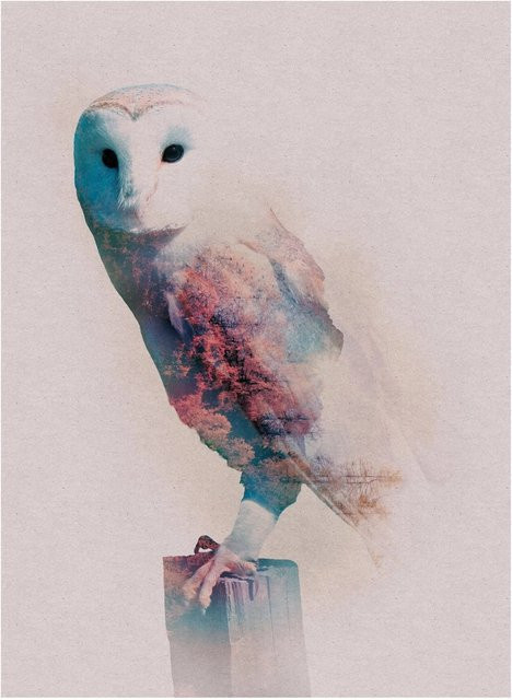 Komar Wandbild Animals Forest Owl Paper Poster Multicolor B: 30 cm, H: 40 cm - Bild 1