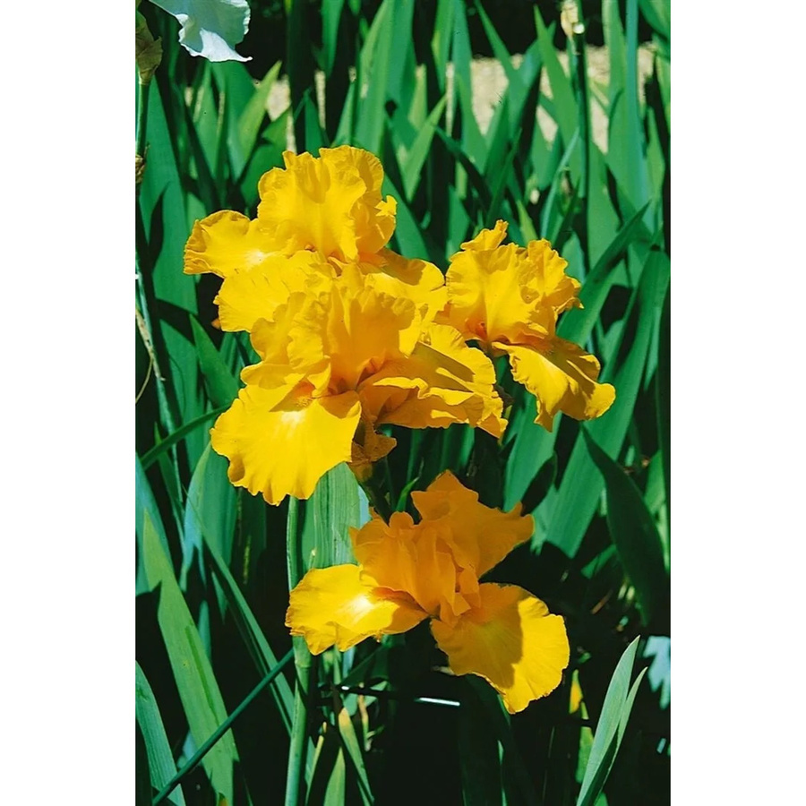 Iris X Barb.-Elat. Goldfackel Schwertlilie von Pflanzen für dich, pflegeleicht, Topfgröße: 11 x 11 cm - Bild 2