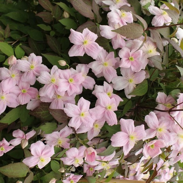 Clematis montana Waldrebe Rubens Rosa in 17 cm Topf mit einer Höhe von 40 - 60 cm - Bild 1