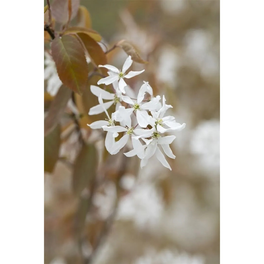 Amelanchier Ballerina Felsenbirne Weiß, Zierstrauch für den Garten, 60–100 cm - Bild 2