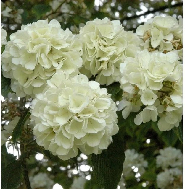Japanischer Schneeball Viburnum plicatum weiß Ziergehölz Höhe: 100-125 cm - Bild 1