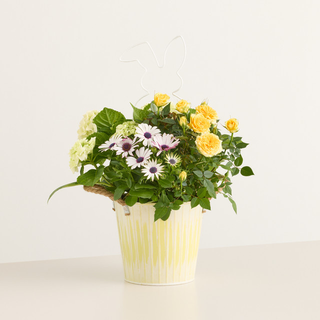 BLUME2000 Osterpflanze im Topf, Gelb und Mehrfarbig - Bild 1