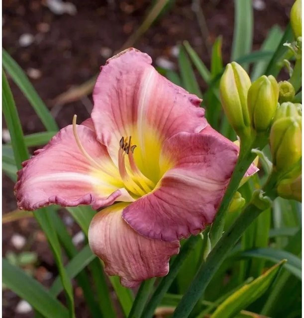 Hemerocallis Taglilie Blue Sheen blaue Staude für Beet und Staudengärten - Bild 1
