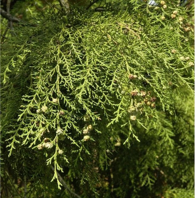 Hochstamm Hänge-Scheinzypresse Intertexta Chamaecyparis obtusa in Grün, Höhe: 60-80 cm - Bild 1