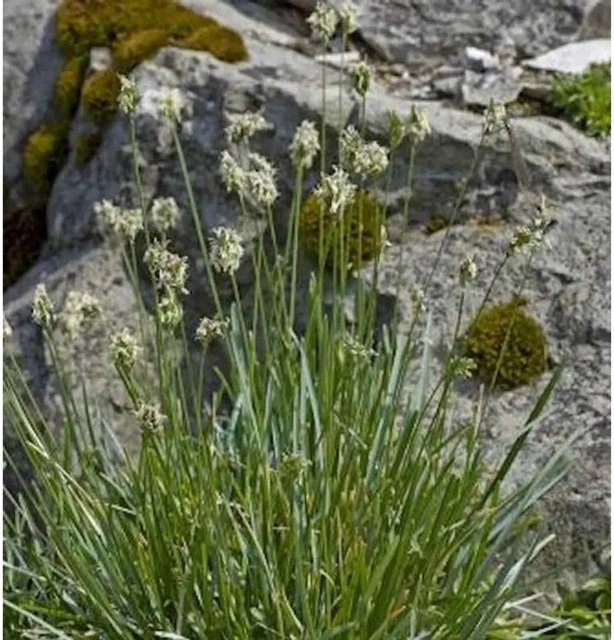 Sesleria albicans Kalk Blaugras von Die Nr-01.de, grüne Zierpflanze - Bild 1
