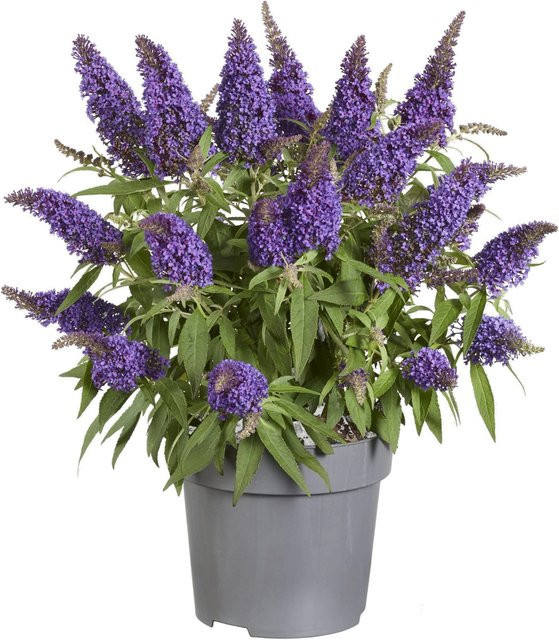GROW by OBI Sommerflieder Butterfly Candy Buddleja davidii Zierstrauch, Höhe: 35 cm, Topfvolumen: 3,4 l - Bild 1