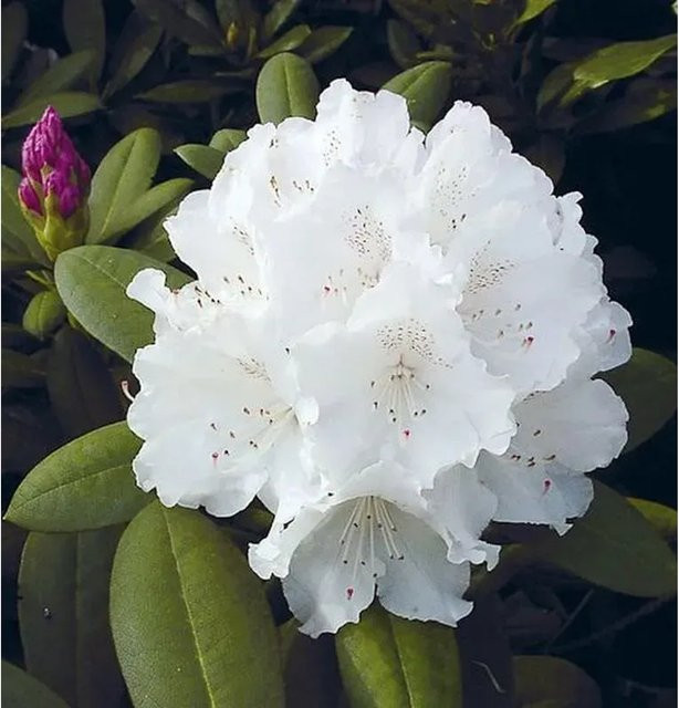 Rhododendron Schneekrone Alpenrose in Weiß von Die Nr-01.de - Bild 1