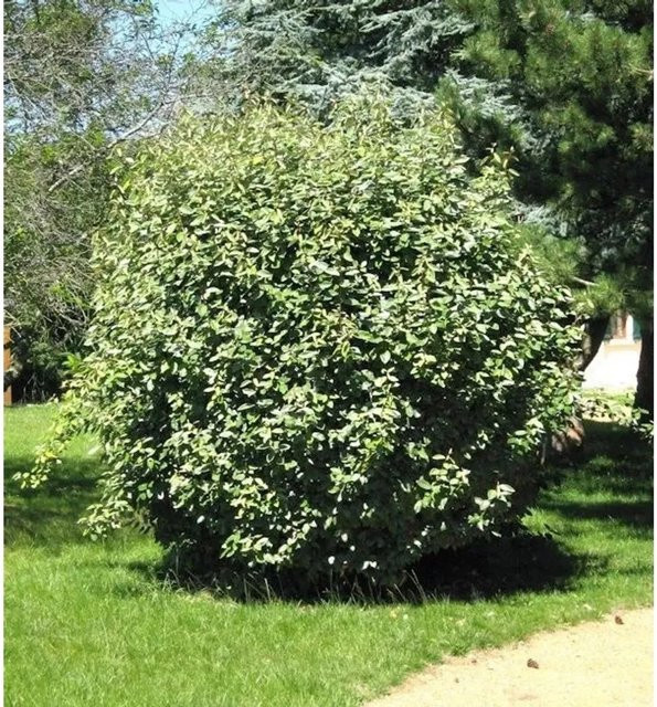 Elaeagnus ebbingei Ölweide Compacta Strauch in Grün, Höhe: 20-30 cm - Bild 1