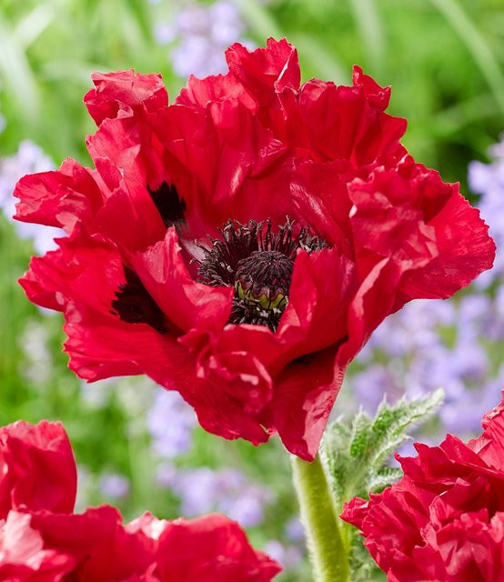 Papaver Red Rumble Mohnpflanze - Bild 1