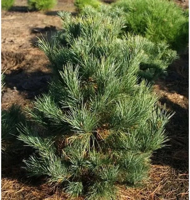 Zirbelkiefer Pinus cembra von Die Nr-01.de, grün, Höhe: 20-25 cm - Bild 1