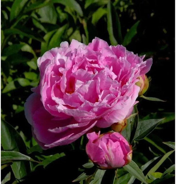 Edelpfingstrose Dr Alexander Fleming Paeonia lactiflora in Pink - Bild 1
