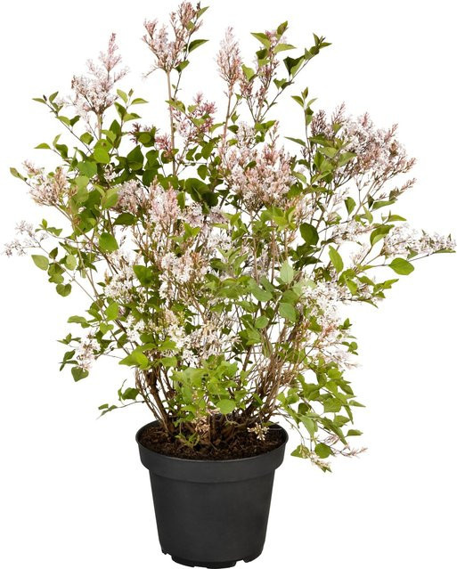 GROW by OBI Zwergflieder Flowerfesta White Syringa mey im 3,5l Topf - Bild 1