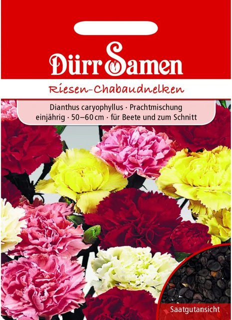 Dürr Gartennelke Prachtmischung Chabaud Einjähriges Saatgut für den Garten - Bild 1