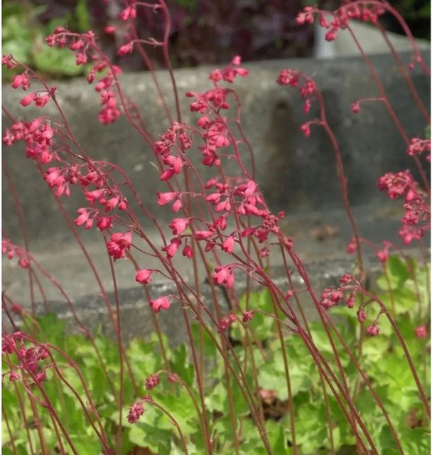 Heuchera cultorum Silberglöckchen Amberosus Blattschmuckpflanze für den Garten - Bild 1