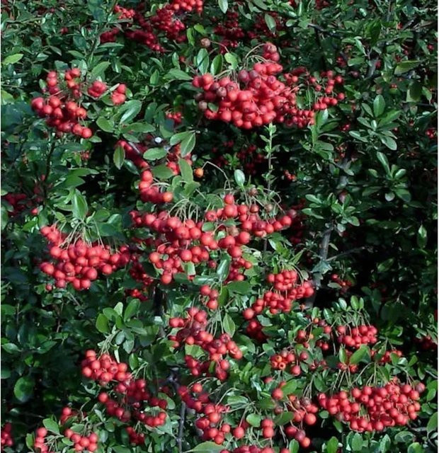 Pyracantha Feuerdorn Red Column Ziergehölz für Hecken und Gärten, Höhe: 125-150 cm - Bild 1