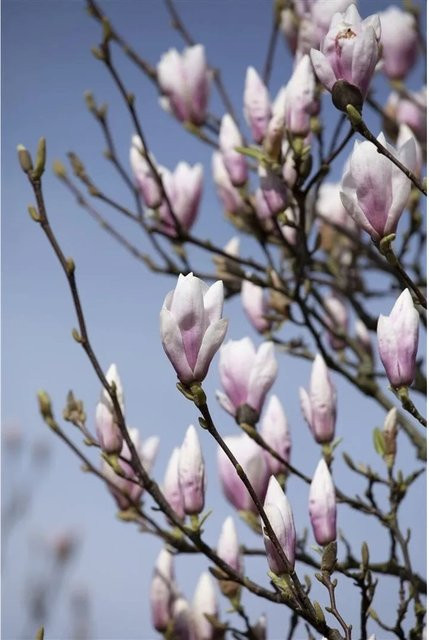 Magnolia Soulangiana Tulpenmagnolie Heaven Scent Zierstrauch in Weiß und Pink, Höhe: 60-80 cm - Bild 1