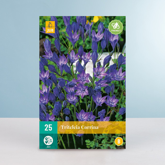 Triteleia laxa Corinna Blumenzwiebeln, 25 Stück von BLUME2000 - Bild 1