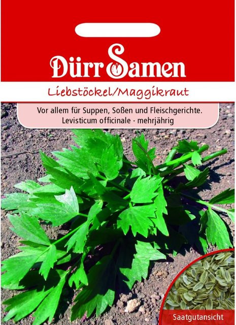 Dürr Liebstöckel Maggiekraut Saatgut 50 g - Bild 1