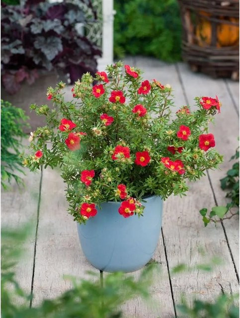 Potentilla Fruticosa Red Joker Fingerstrauch in leuchtendem Rot, 25–30 cm - Bild 1