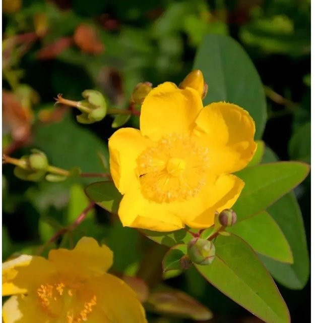 Großblumiges Johanniskraut Hypericum Hidcote als Zierstrauch für den Außenbereich, Höhe: 30-40 cm - Bild 1