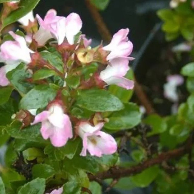 Arborix Escallonia Andenstrauch Apple Blossom Immergrüne Heckenpflanze in Rosa und Weiß, Höhe: 40 bis 50 cm - Bild 1
