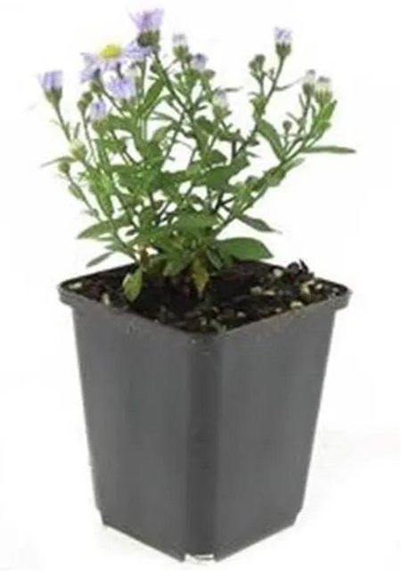Exotenherz Kissen Aster Aster Dumosum Professor Anton Kippenberg Set mit 12 lila Zierstauden im 9cm Topf - Bild 1
