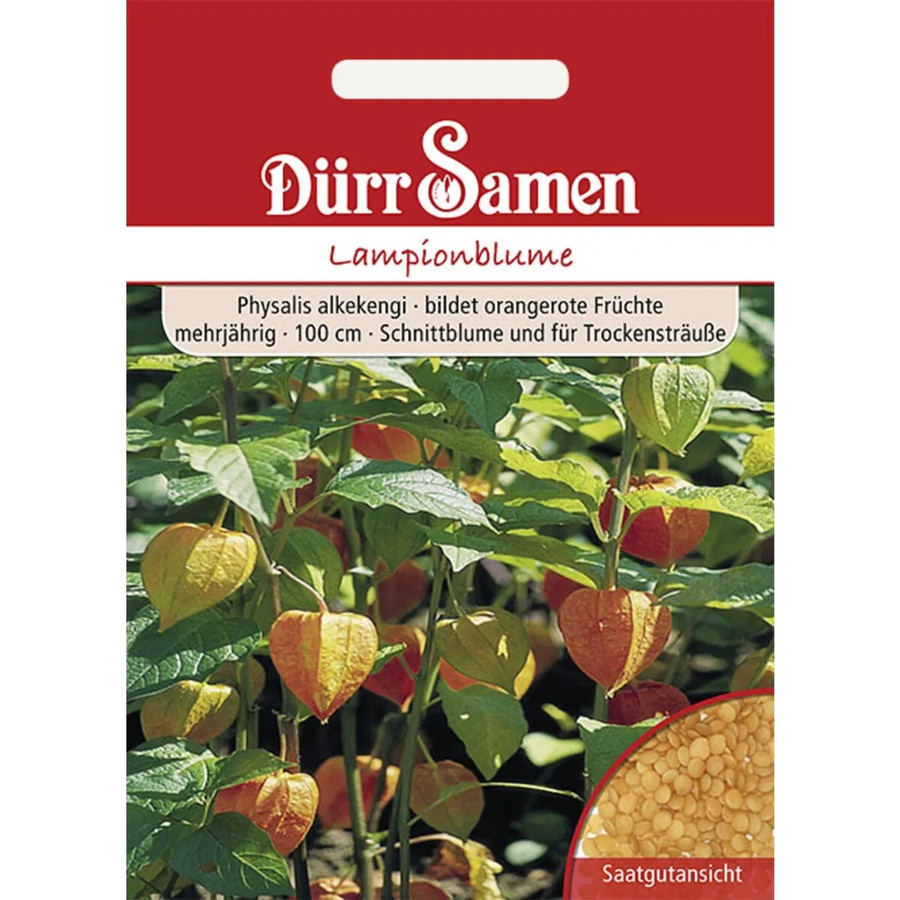 Dürr Lampionblume Saatgut Orangerot Mehrjährig für Beet und Trockensträuße - Bild 2