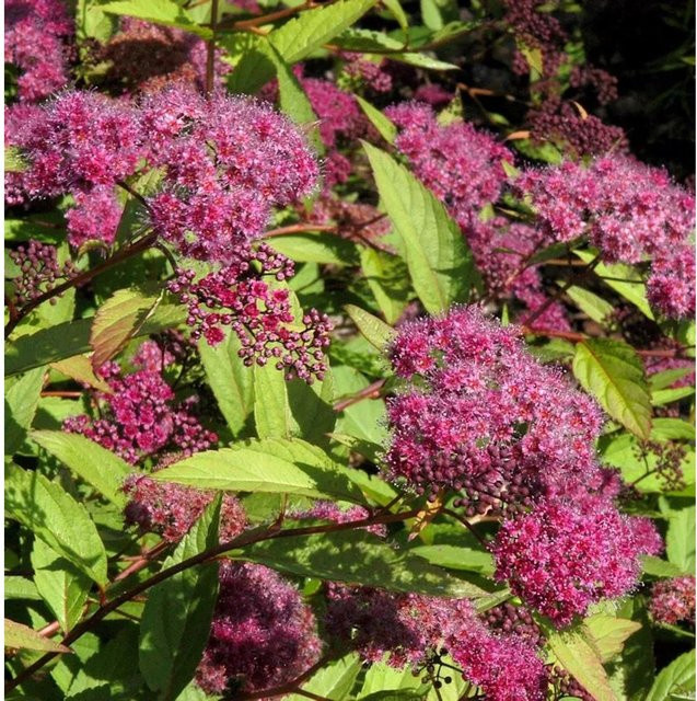 Sommerspierstrauch Double Play Red Spiraea japonica, Farbe: Rot - Bild 1