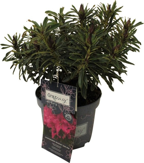 Rhododendron inkarho grazeasy Dark Pink in Dunkelrosa, Topf-Ø ca. 23 cm von GROW by OBI - Bild 1